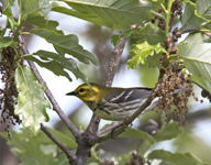 Black throated Green Warbler 6427